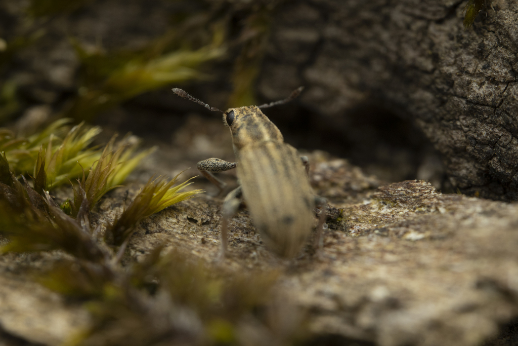 Pea Weevil from 53 Bonn-Beuel, Germany on April 6, 2024 at 10:38 AM by ...