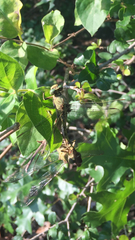 Arigomphus submedianus