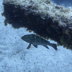 Dusky grouper