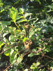 Arigomphus submedianus