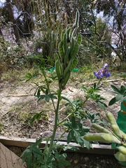 Lupinus mutabilis