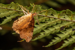 Chalastra pellurgata