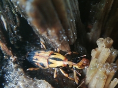 Metamasius hemipterus