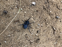 Microschatia inaequalis