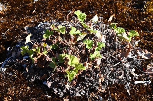 Pelargonium drummondii, photograph 4