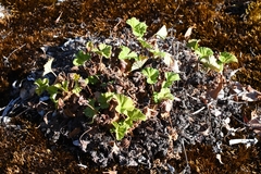 Pelargonium drummondii, photograph Em Lamond, CC BY, iNaturalist via GBIF