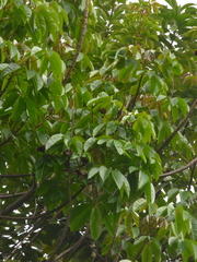 Cochlospermum orinocense