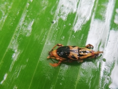 Metamasius hemipterus