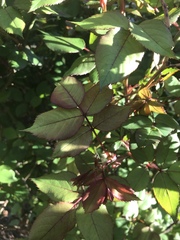 Rosa