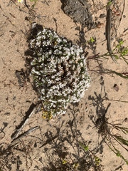 Eriogonum fastigiatum