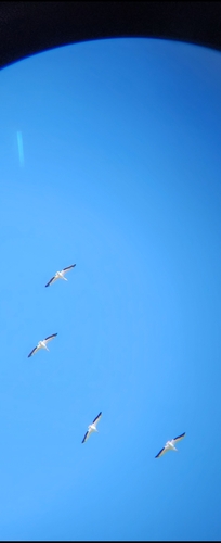 American White Pelican photographed in Iowa