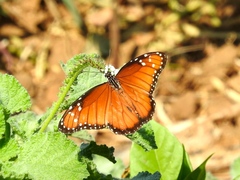 Danaus eresimus montezuma