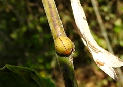 Paraneda viridescens