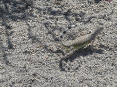 Callisaurus draconoides