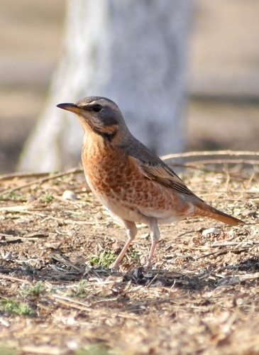 Naumann's Thrush (Turdus naumanni), photo 9