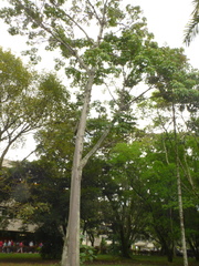 Cochlospermum orinocense