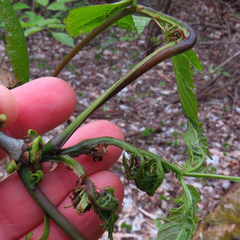 Prociphilus fraxinifolii