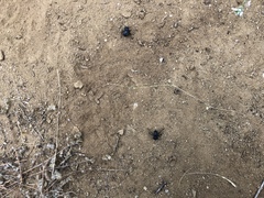 Microschatia inaequalis