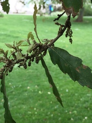 Quercus × pseudosuber