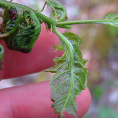 Prociphilus fraxinifolii