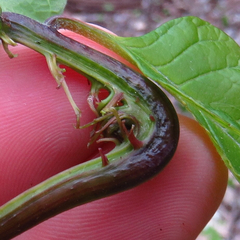 Prociphilus fraxinifolii