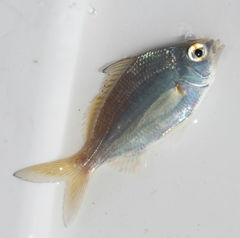 Eucinostomus gula