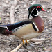 Wood Duck - Photo (c) Kala Murphy King, some rights reserved (CC BY-NC-ND), uploaded by Kala Murphy King