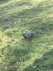 Columba livia