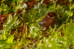 Schizoglossa