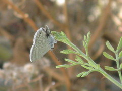 Hemiargus ceraunus
