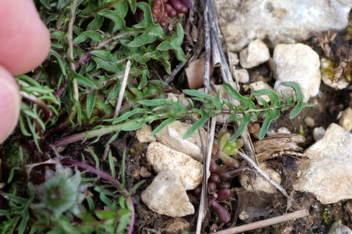 Image of Taraxacum rubicundum by (c) Wolfgang Jauch, some rights reserved (CC BY)