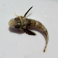 Prionotus scitulus