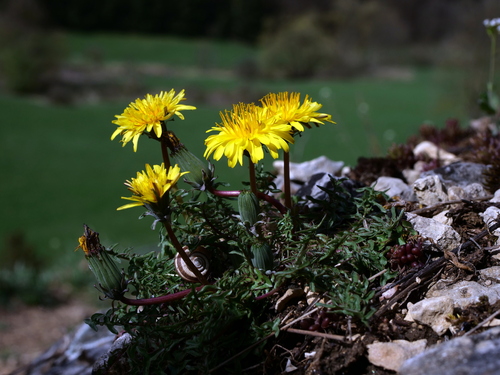 Image of Taraxacum rubicundum by (c) Wolfgang Jauch, some rights reserved (CC BY)