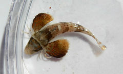 Prionotus scitulus
