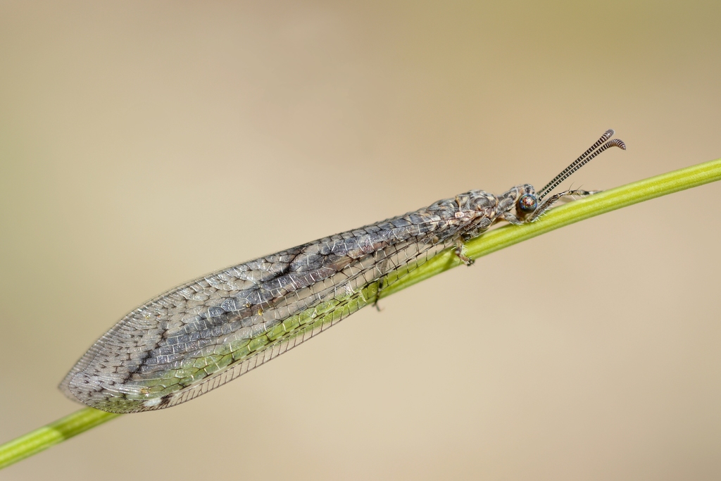 Neuroleon nemausiensis