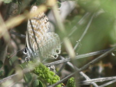 Leptotes marina