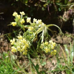 Castilleja rubicundula