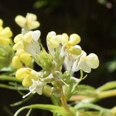 Castilleja rubicundula