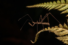 Ploiaria antipodum