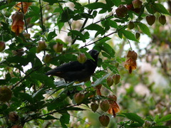 Diglossa carbonaria