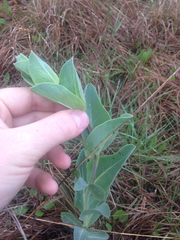 Penstemon grandiflorus