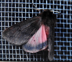 Phragmatobia assimilans