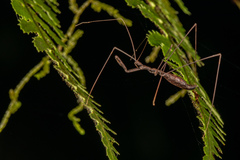 Ploiaria antipodum