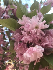 Prunus serrulata