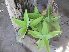 Agave attenuata