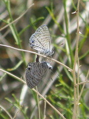 Leptotes marina
