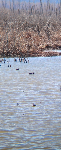 American Coot photographed in Iowa
