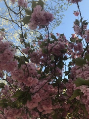 Prunus serrulata