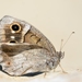Tree Grayling - Photo (c) Gilles San Martin, some rights reserved (CC BY-SA), uploaded by Gilles San Martin