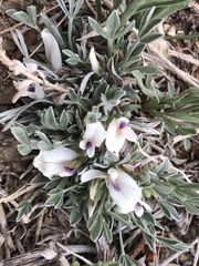 Astragalus gilviflorus